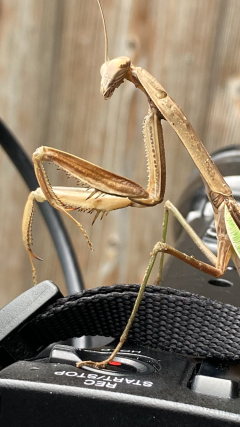 カマキリ③