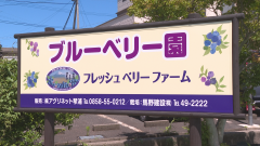 ブルーベリー②