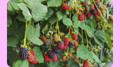 いいだジュース③